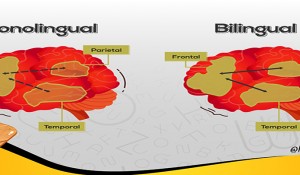 ویژگی های مغز کودک دو زبانه